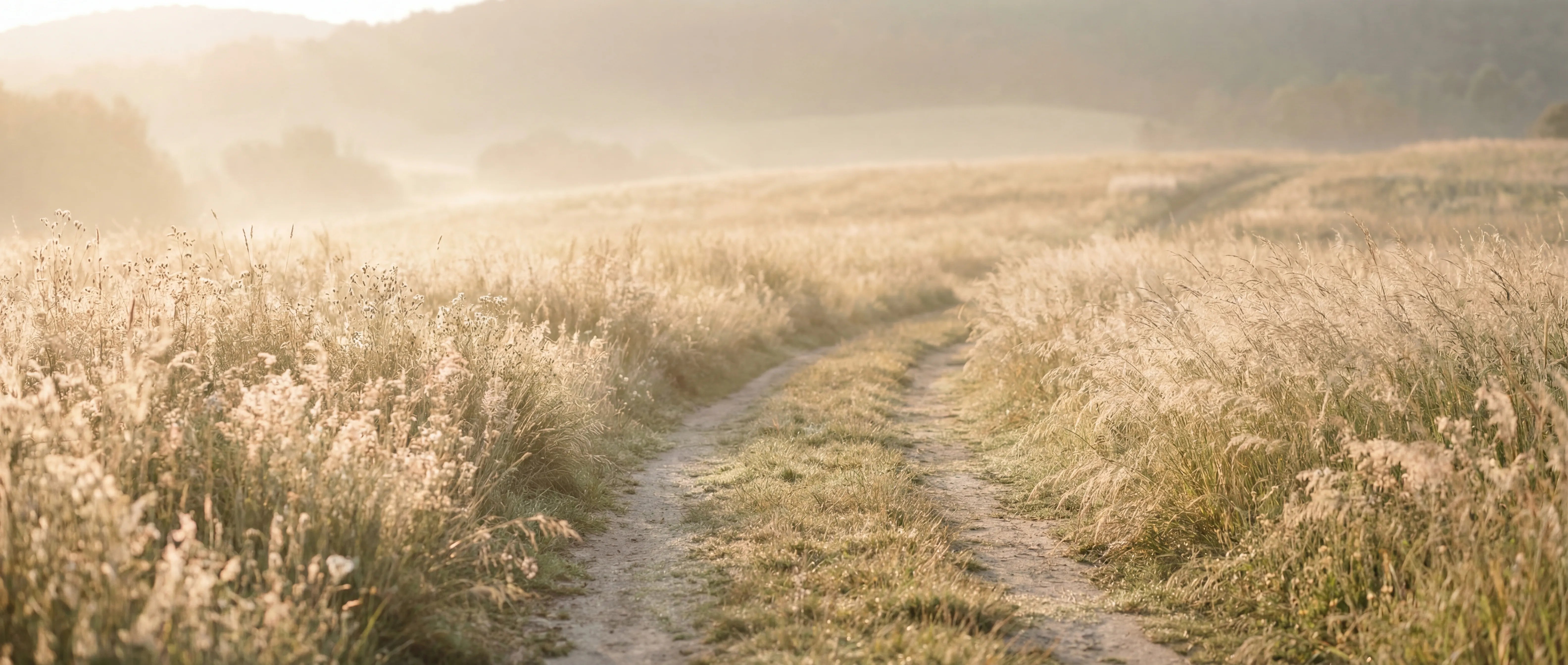 Banner de colección